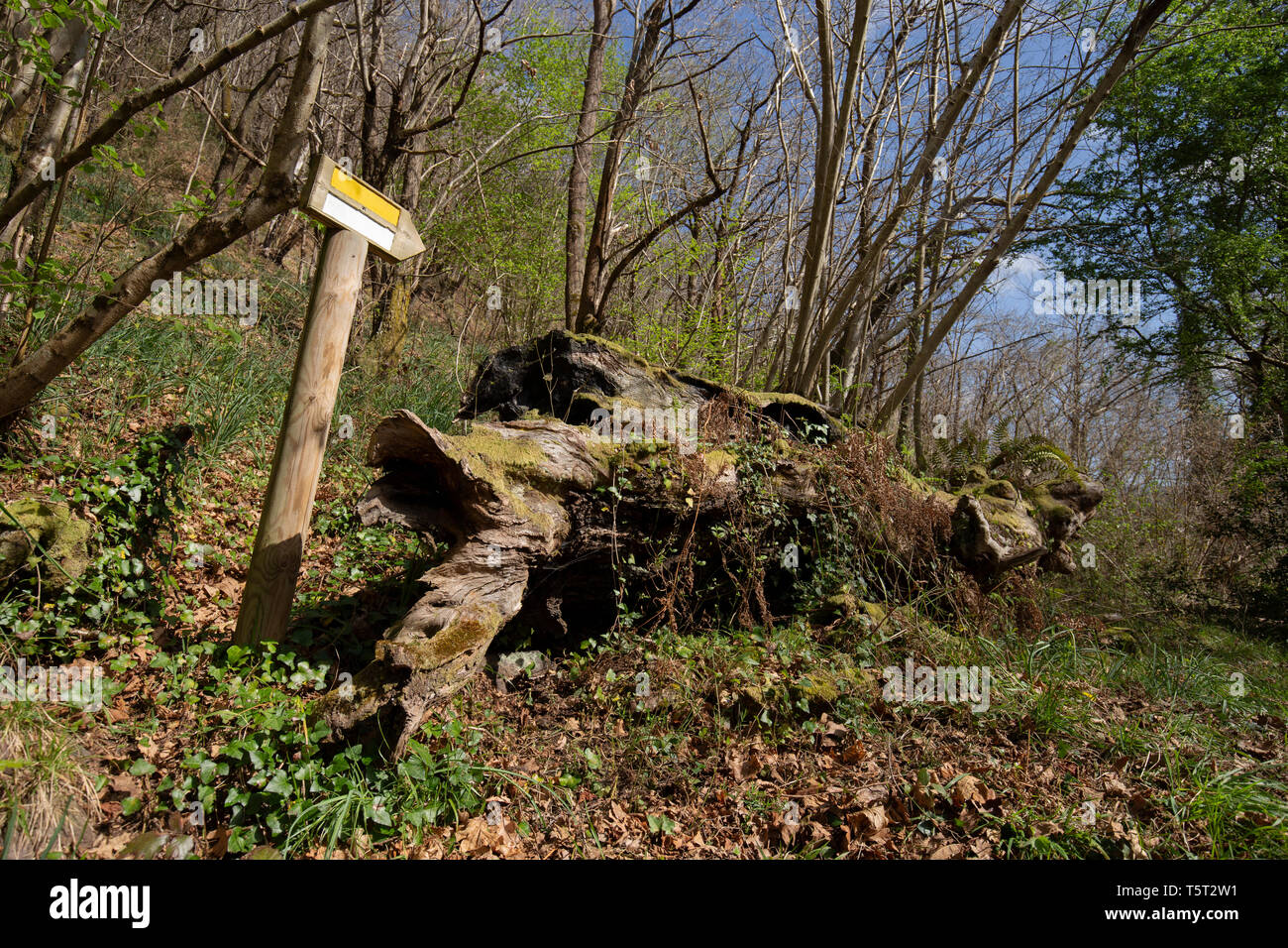 Pfad hölzernes Schild im Wald Stockfoto