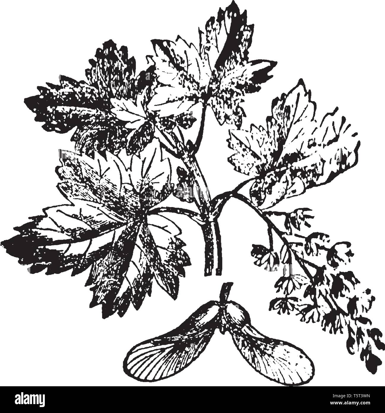Ein Bild zeigt den Zweig und Ahorn von Sycamore Tree, die häufig aufgerufen wird, Flugzeug oder Buttonwood und wird vor allem in den westlichen Staaten, vint gefunden Stock Vektor