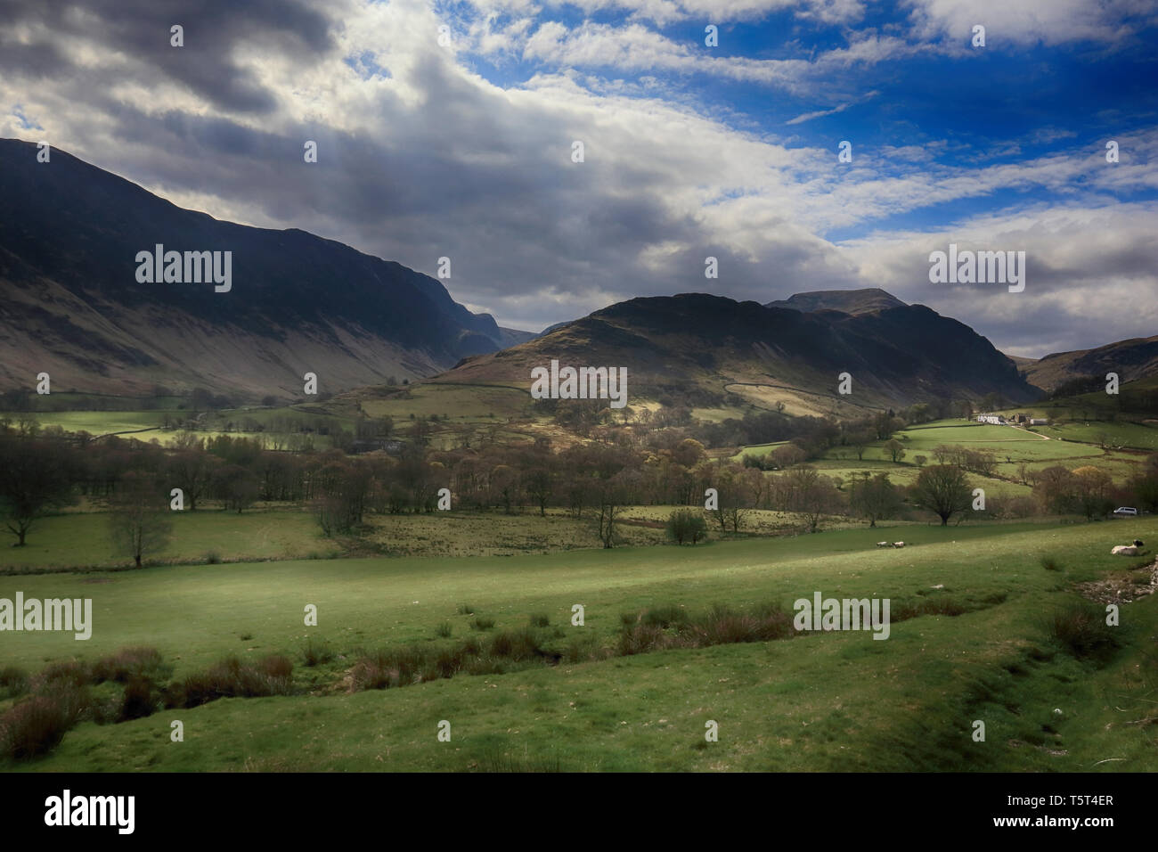 Weideland in der Nähe von Buttermere, Lake District, Großbritannien Stockfoto