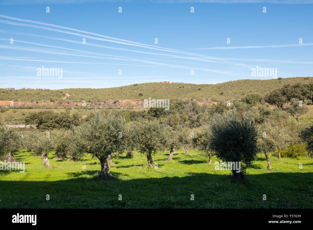 Blick auf den Olivenhain und den in den Himmel von der Passage der Flugzeuge in der Nähe von Grimaldo, Caceres, Extremadura. Stockfoto