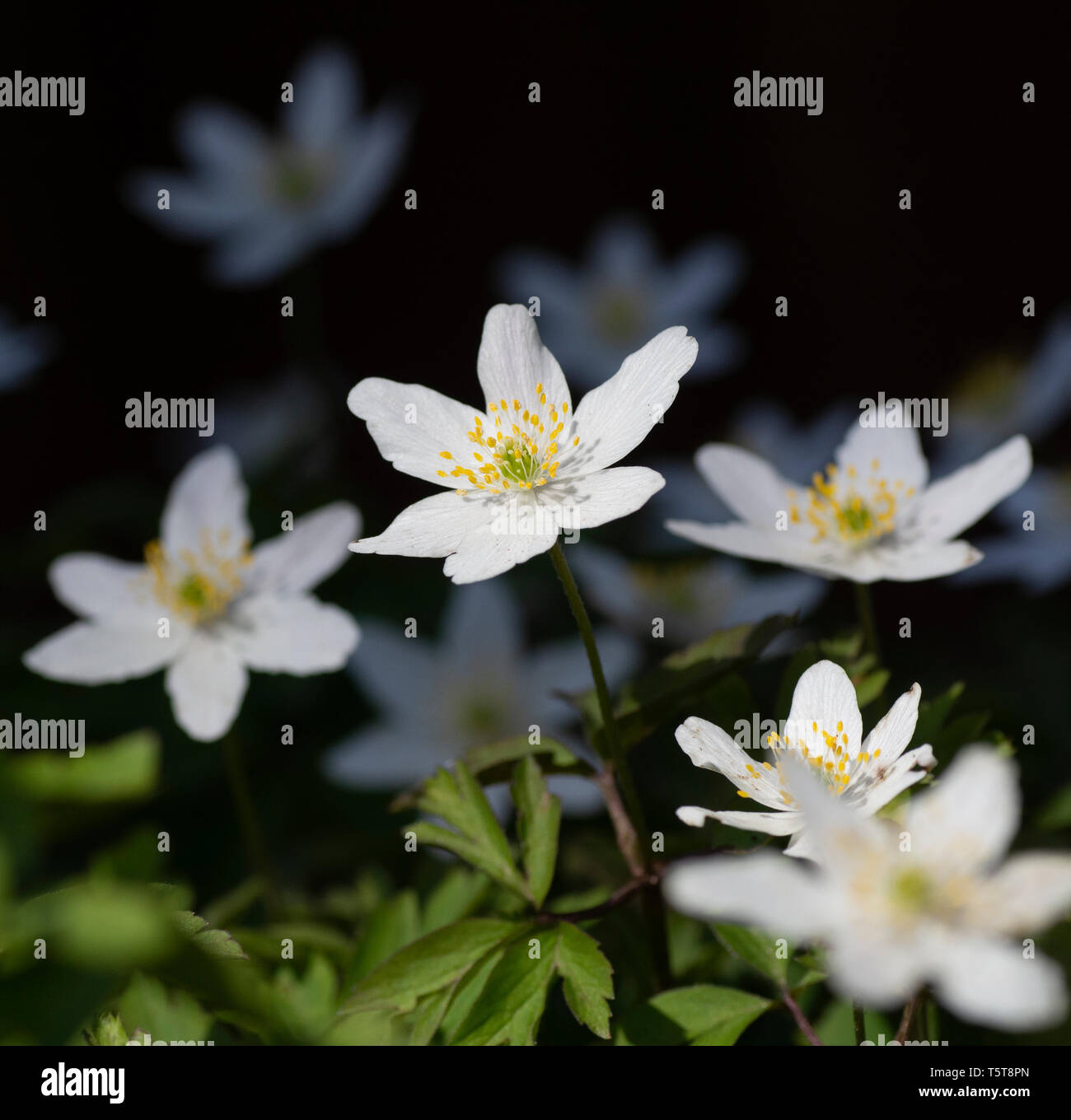 HolzAnemonen (Anemone Nemorosa Stockfotografie Alamy
