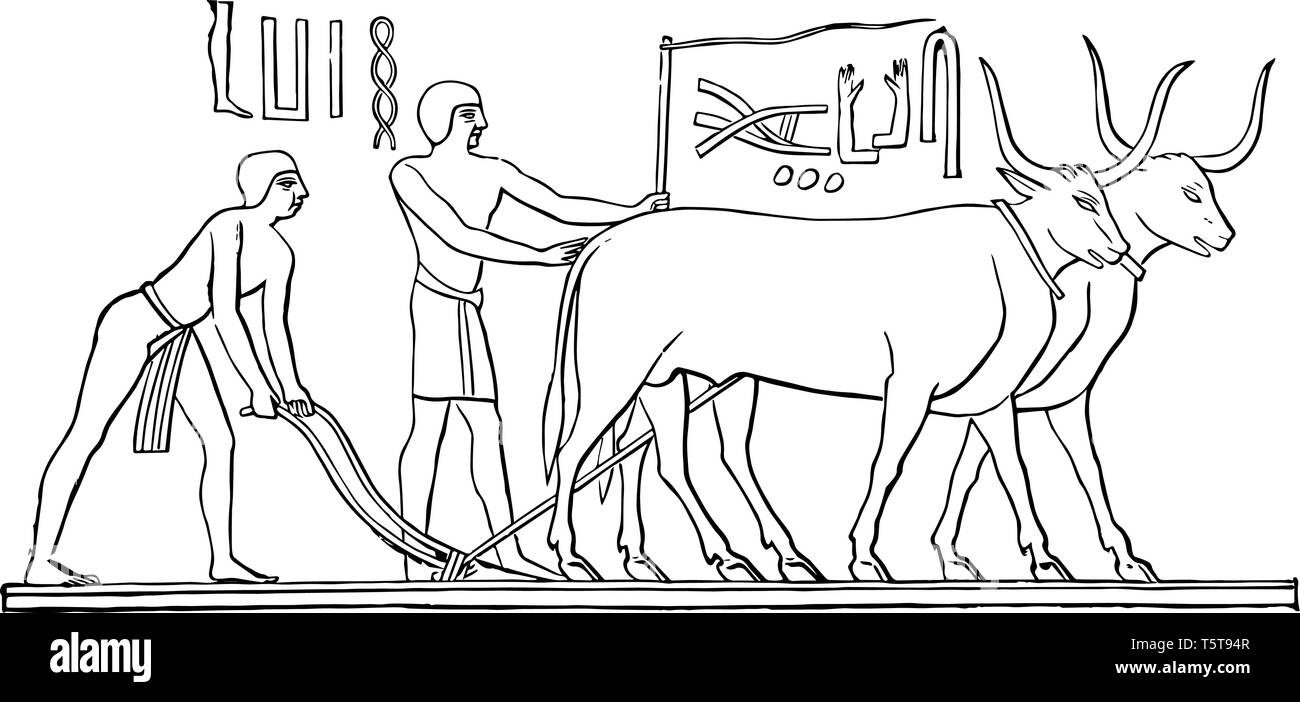 Eine Darstellung der ägyptischen Männern Pflügen mit Hilfe von Ochsen, vintage Strichzeichnung oder Gravur Abbildung. Stock Vektor