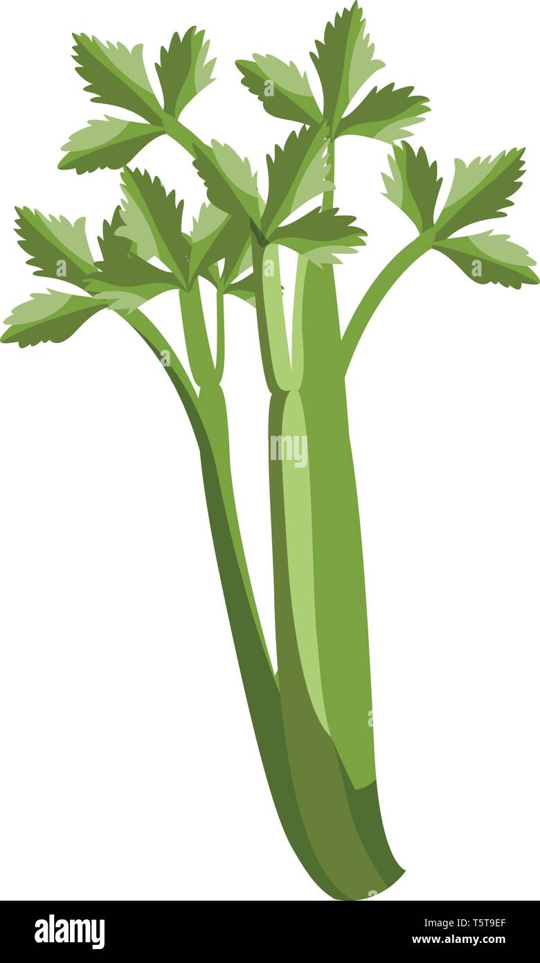 Grüne Sellerie mit treibt Vector Illustration von Gemüse auf weißem Hintergrund. Stock Vektor