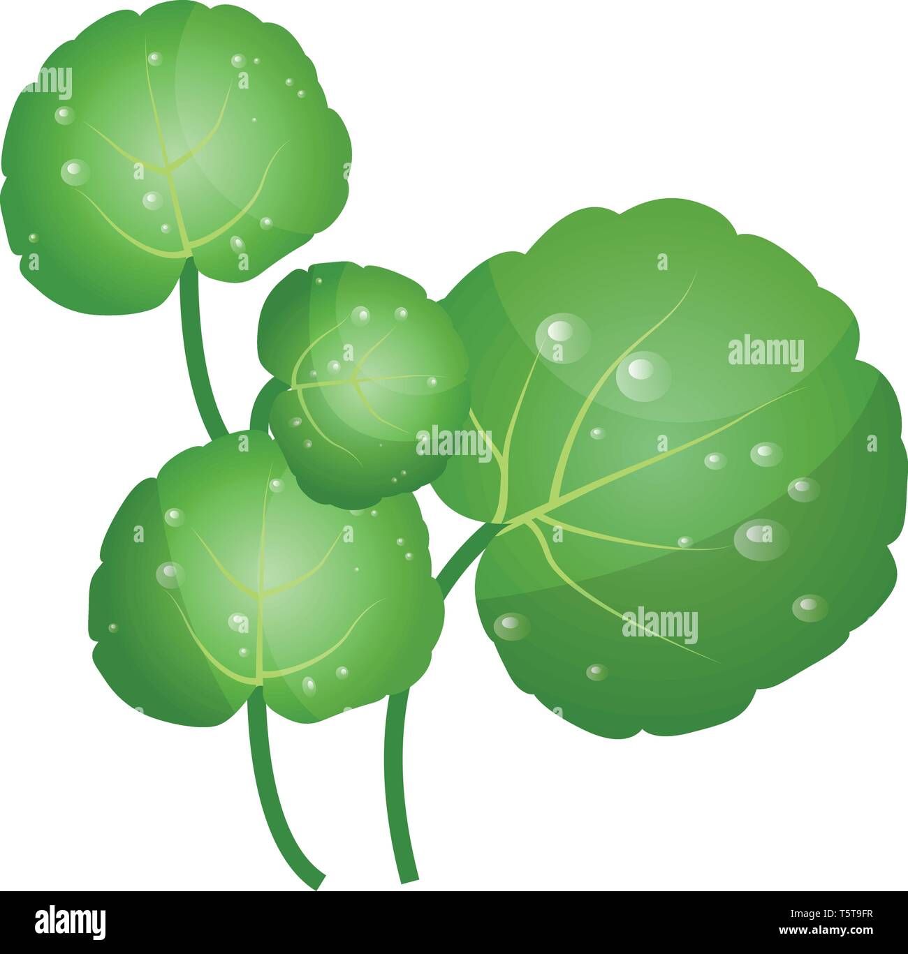 Grünes Wasser Kresse treibt Vector Illustration von Gemüse auf weißem Hintergrund. Stock Vektor
