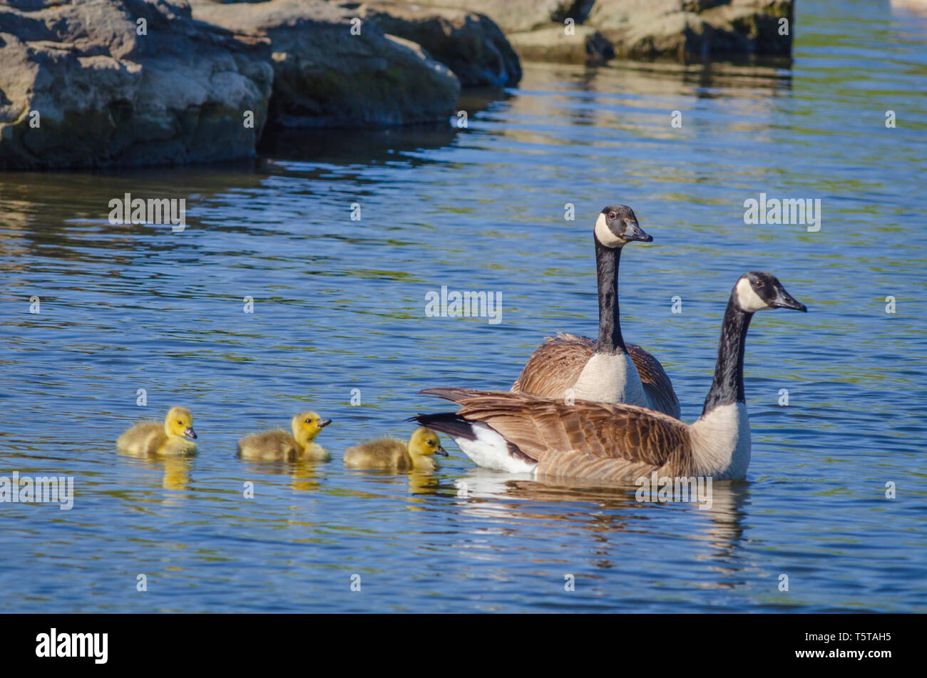 Eltern Kanadagänse (Branta canadensis) Schwimmen mit jungen Gänschen im Teich, Aurora, Colorado, USA. Foto im Mai. Stockfoto