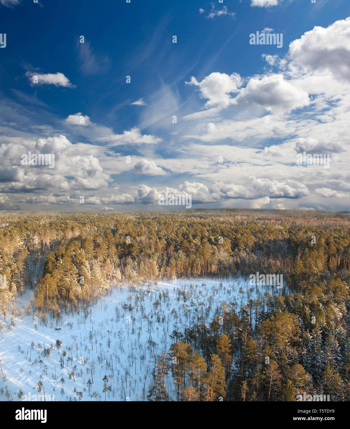 Tief in wild Winter Forest Stockfoto