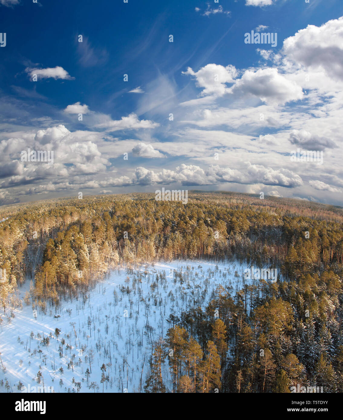 Tief in wild Winter Forest Panoramaaussicht Stockfoto