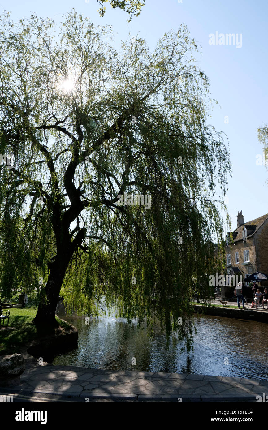 Trauerweide neben dem Fluss Windrush in Bourton auf dem Wasser Stockfoto