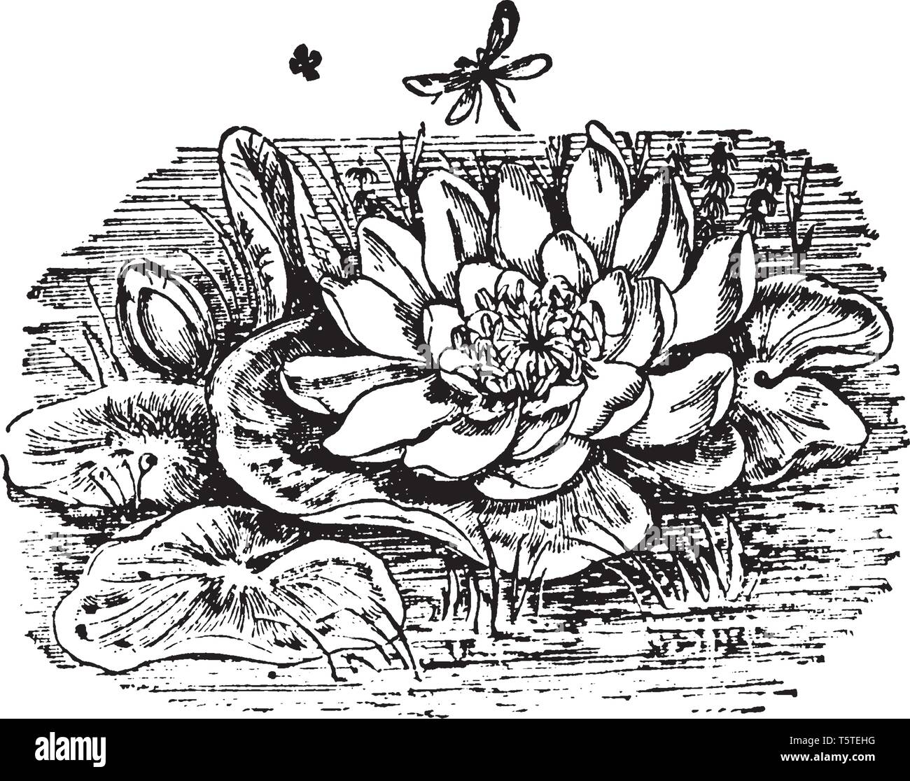 Das ist ein Bild von Seerose und es ist in Teichen und den See gefunden. Diese Blume hat einen Duft und seine Blätter schwimmen auf Wasser, vintage Zeichnung Stock Vektor