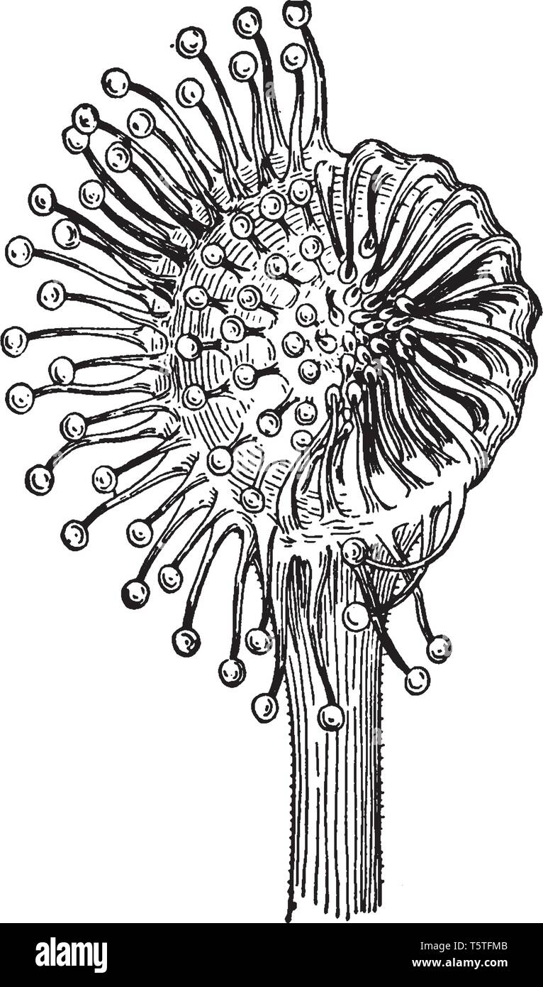 Ein Bild zeigt Sonnentau Pflanze Blatt. Es ist die Hälfte der Tentakeln inflexed aus Stimulation. Mehrere Fasern sind auf Sie vorhanden zusammen mit sphärischen Kugel Stock Vektor