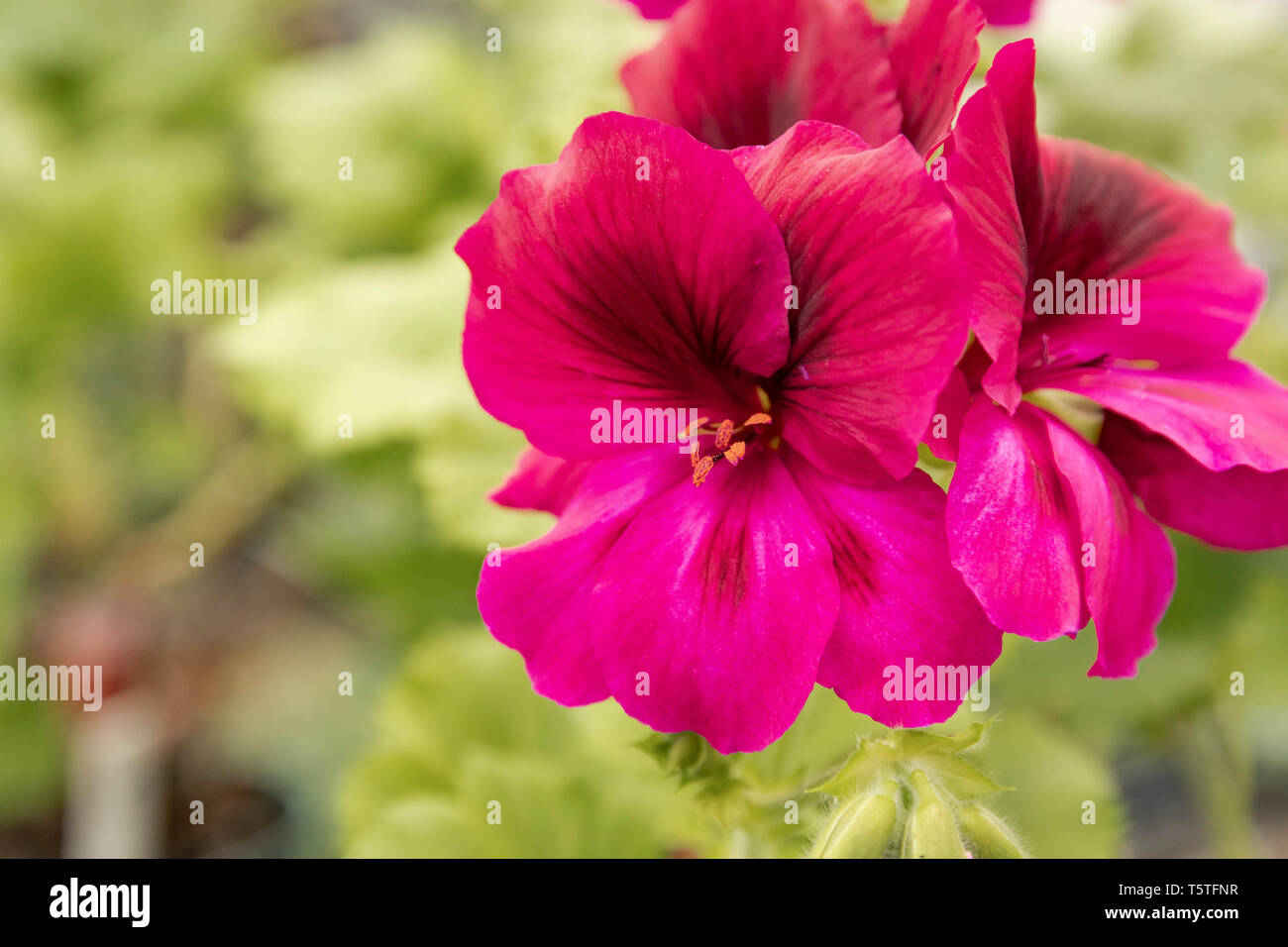 Lavendel Farbe Blumen und grünen Garten in voller Blüte. Stockfoto