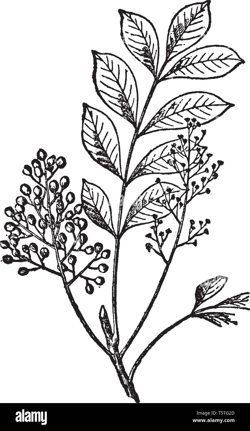 Ein Bild zeigt den Zweig der Sumac Anlage. Die Früchte bilden dichte Cluster von rötlich Steinfrüchte bezeichnet sumac Bobs. Es ist kleiner Strauch, Jahrgang Zeichnung Stock Vektor Ein Bild zeigt den Zweig der Sumac Anlage. Die Früchte bilden dichte Cluster von rötlich Steinfrüchte bezeichnet sumac Bobs. Es ist kleiner Strauch, Jahrgang Zeichnung Stock Vektor