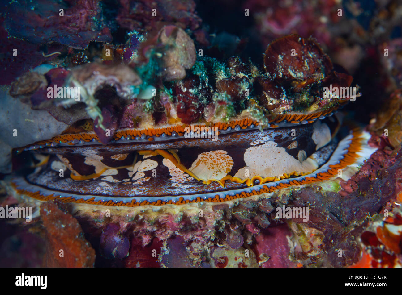 Eine Jakobsmuschel mit zwei Teile der Shell öffnen, Moalboal, Cebu, Philippinen Stockfoto