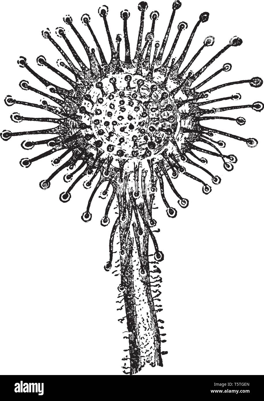 Picture Show Sonnentau Pflanze Blatt. Es ist auch als Droscra rotundifolia genannt. Es ist die Hälfte der Tentakeln inflexed aus Stimulation. Mehrere Fasern sind Stock Vektor