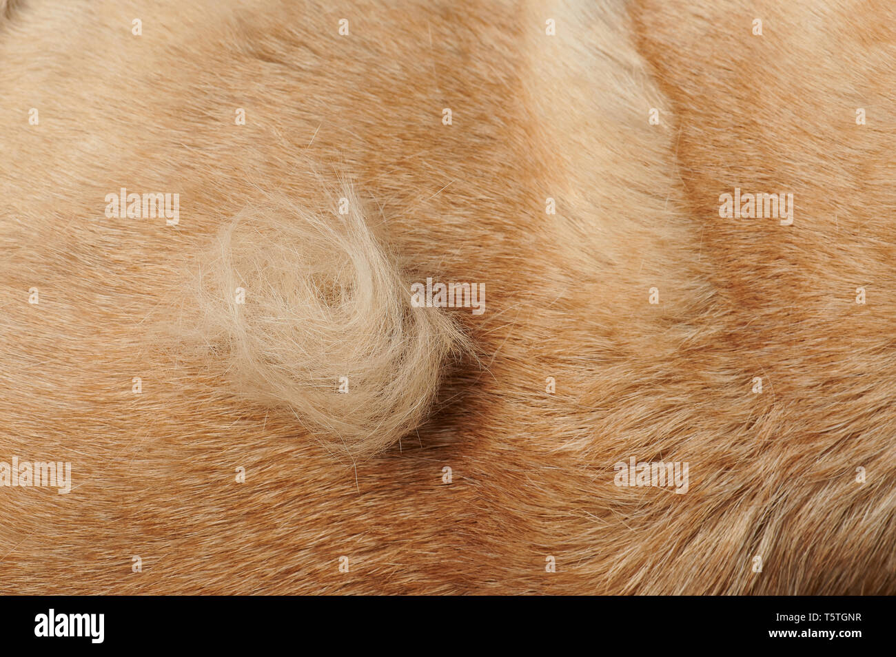 Stück Fell auf braune Hund Haare Hintergrund Stockfoto