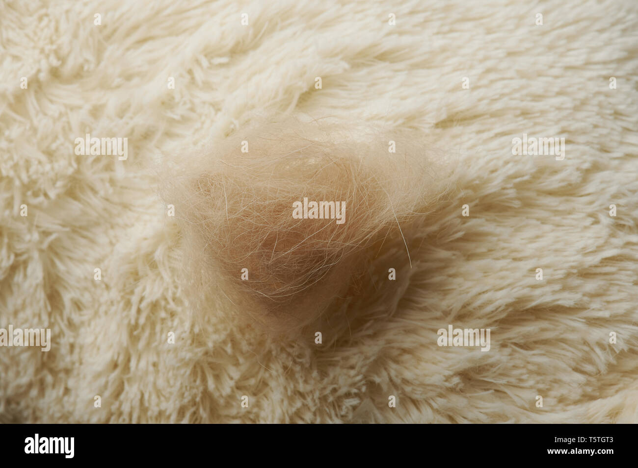 Braun Hundehaare auf weißen Teppich Hintergrund Nähe zu sehen. Stockfoto