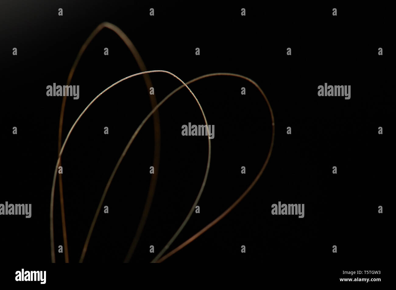 Makro von lockigem Haar Nahaufnahme isoliert Stockfoto