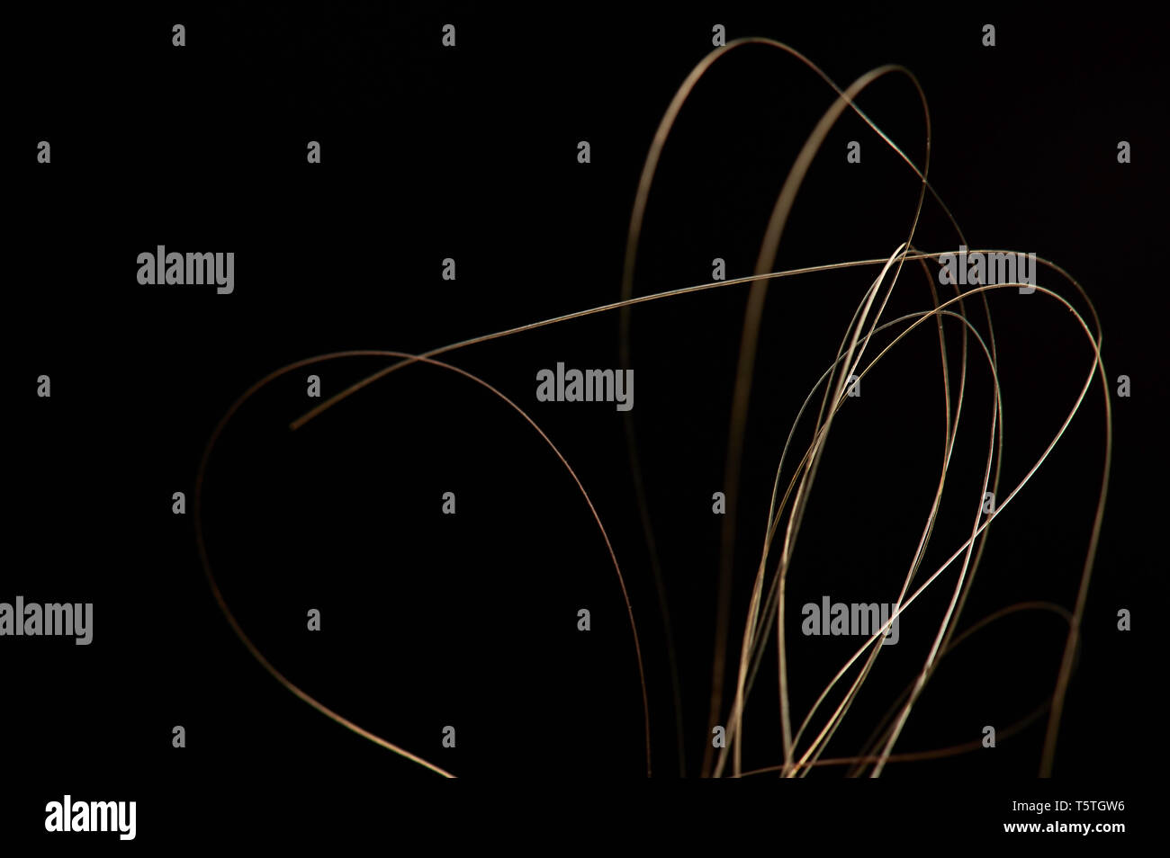 Braunes Haar wirbelt Nahaufnahme auf schwarzem Hintergrund Stockfoto
