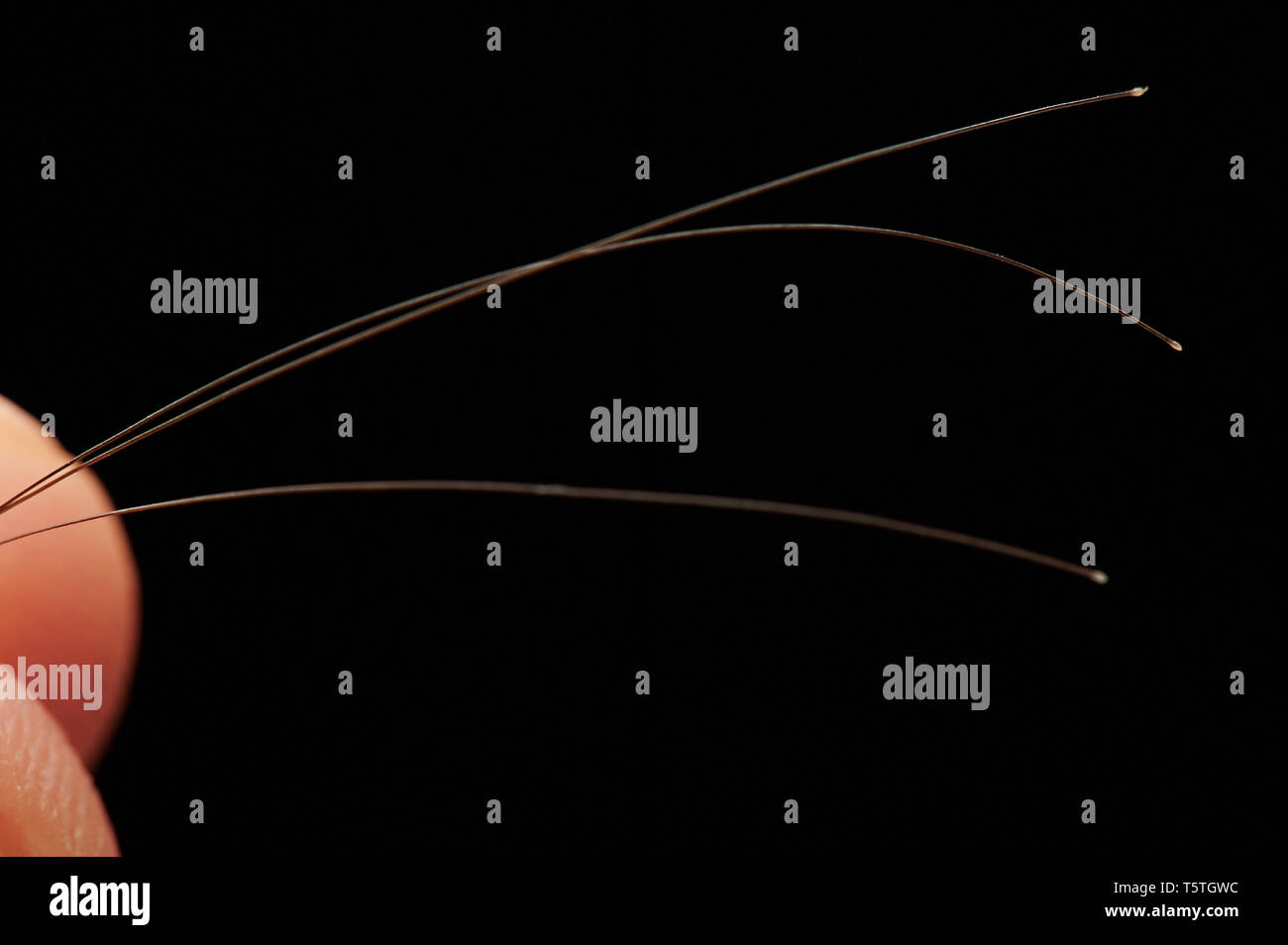 Braun menschliches Haar makro Blick in die Finger gedrückt halten Stockfoto