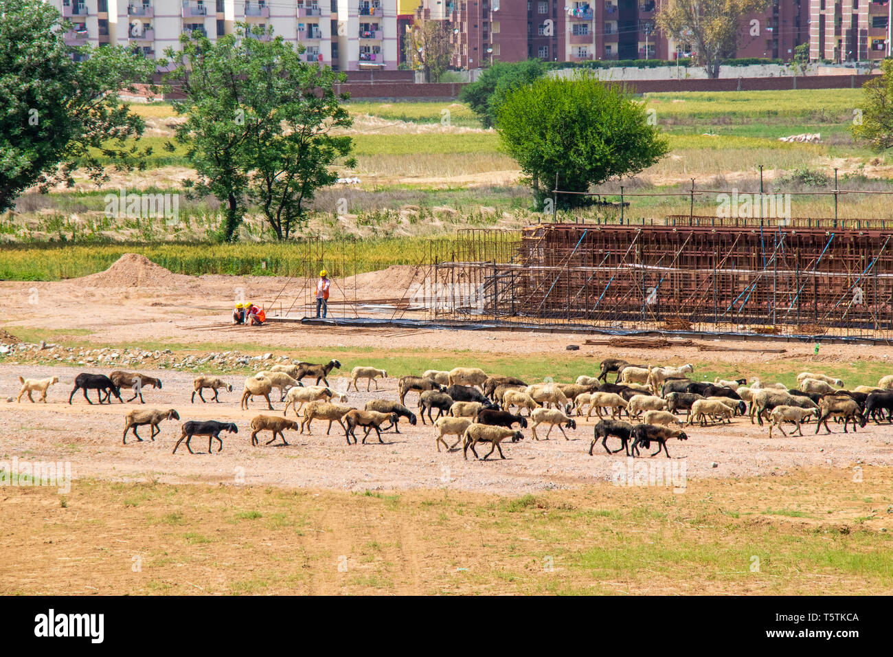 Schafe und Lämmer zu weiden in einem grünen Feld Stockfoto