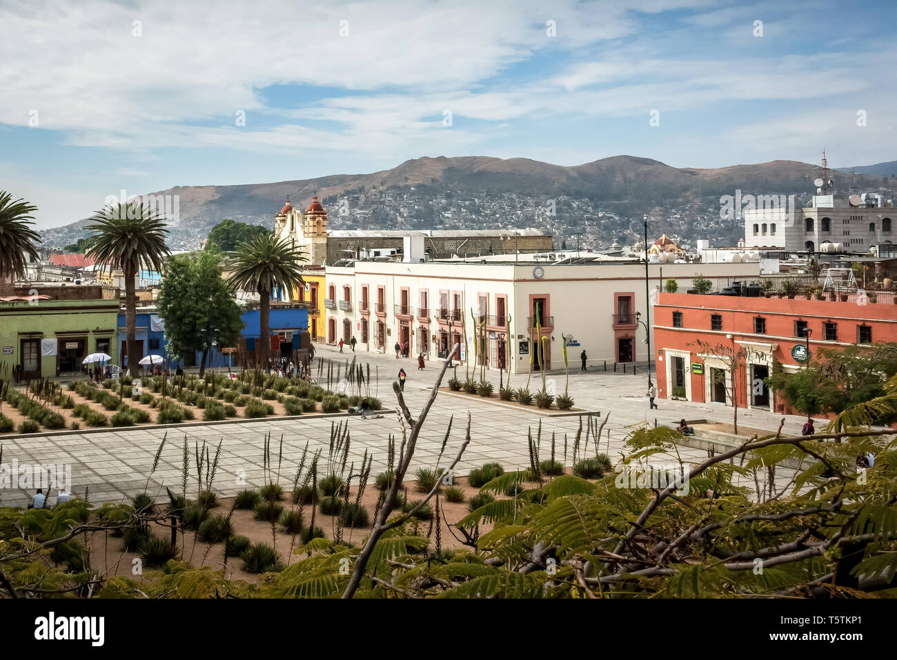 Cactus Gardens in einem Quadrat von Oaxaca de Juárez, Oaxaca, Mexiko Stockfoto