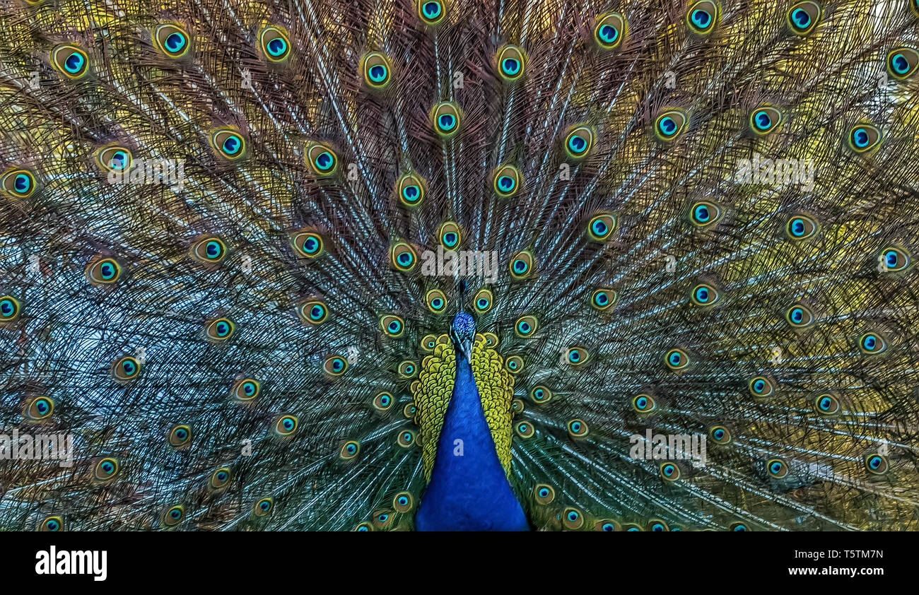 Nahaufnahme einer aufgeblasenen Pfau Stockfoto