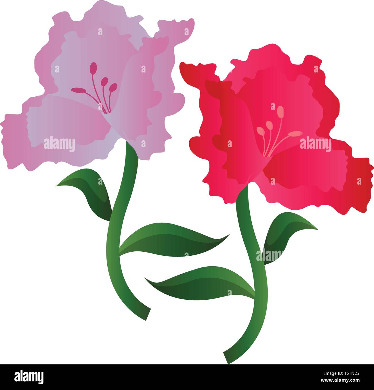 Vector Illustration von Lila und Rosa Azalee Blumen auf weißem Hintergrund. Stock Vektor