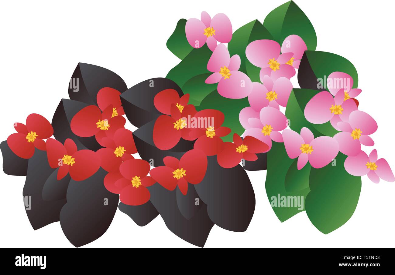 Vector Illustration von Rot und Rosa begonia Blüten mit schwarzen und grünen Blätter auf weißem Hintergrund. Stock Vektor