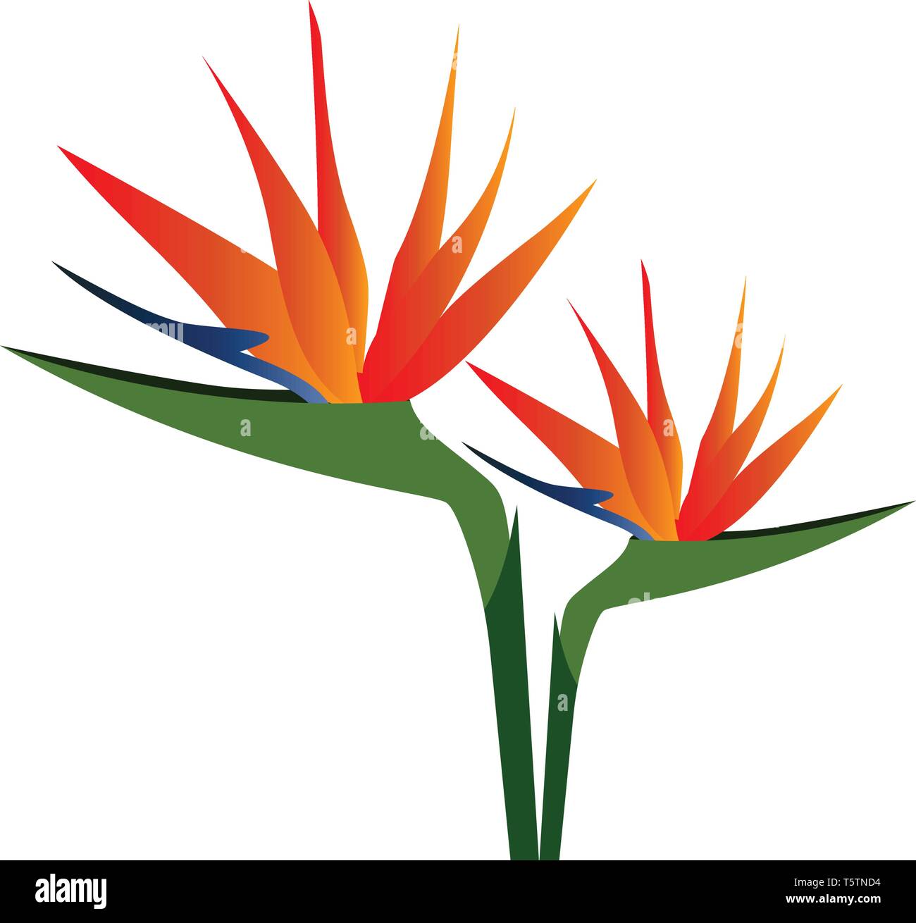 Vector Illustration von bunter Vogel Paradies Blumen auf weißem Hintergrund. Stock Vektor