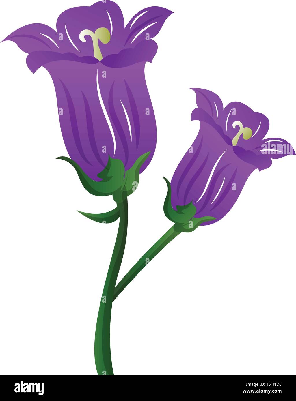 Vector Illustration lila Campanula Blumen auf weißem Hintergrund. Stock Vektor