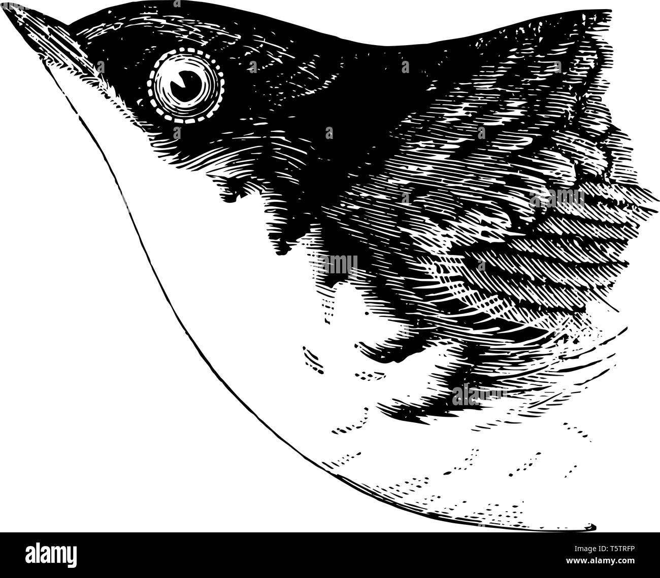 Weiße Lügen gestraft Schlucken, in der gesamten oberen Teile glänzend dunkelgrün vintage Strichzeichnung oder Gravur Abbildung. Stock Vektor