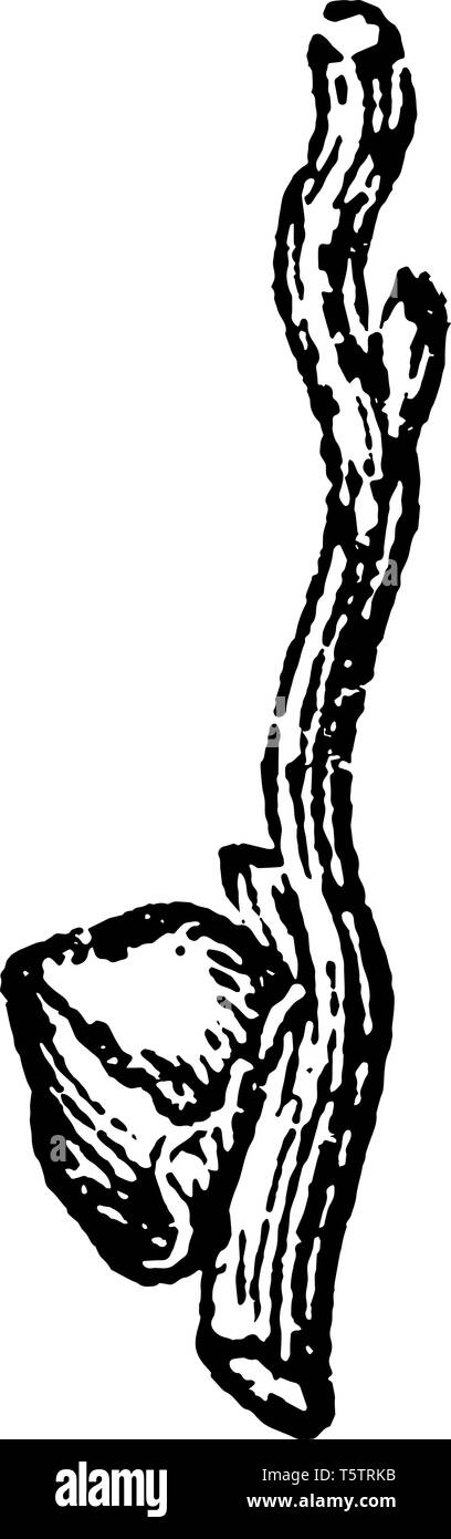 Die Kokosnuss Blume auf einem Ast des Baumes teil. Reifen Blume in harter Schale, Kokosnuss, die hat Wasser im Inneren dreht, vintage Strichzeichnung oder Gravur Stock Vektor