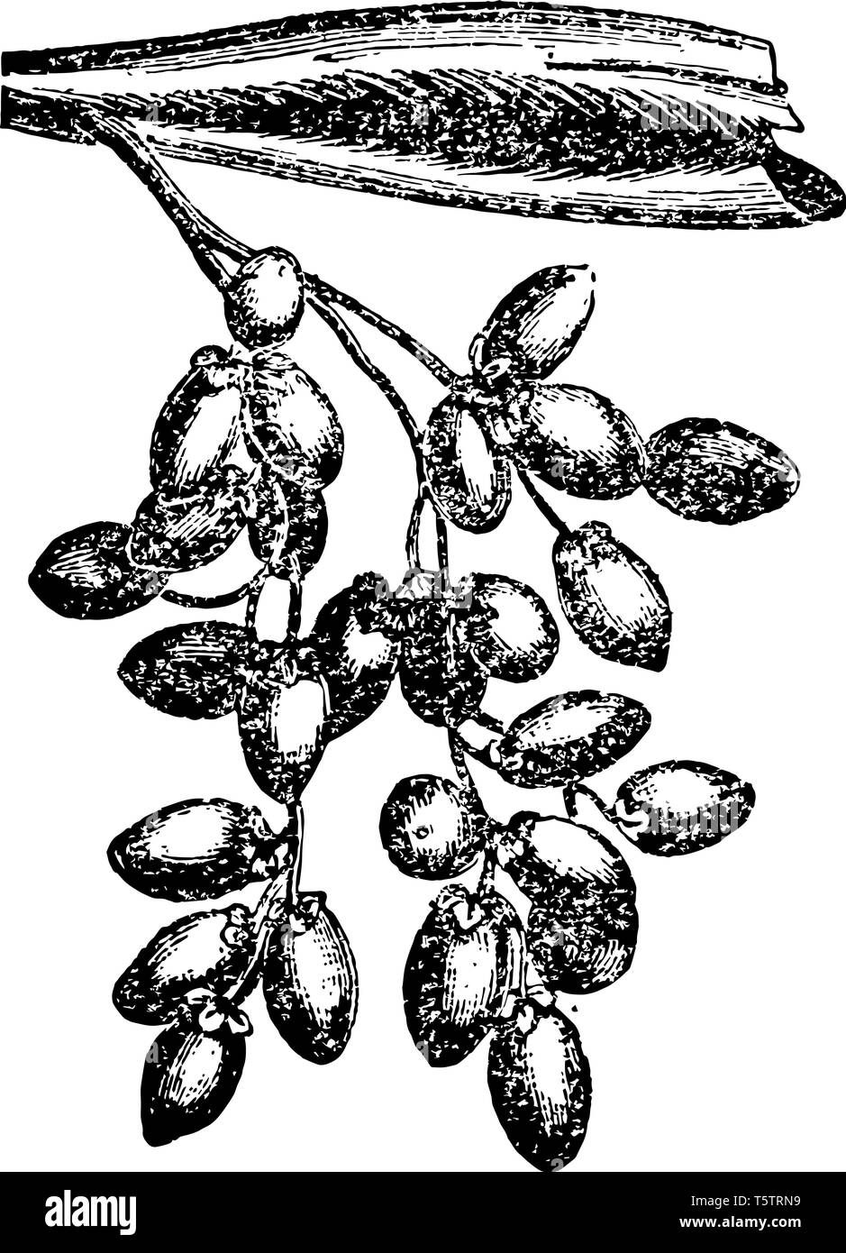 Oval zylindrisch Termine hängen an einem Zweig eines Baumes, vintage Strichzeichnung oder Gravur Abbildung. Stock Vektor