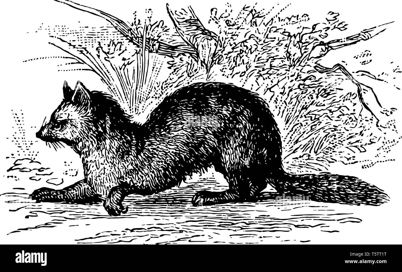 Sable Schleichen über Fast verbündet mit dem Gemeinsamen Marten vintage Strichzeichnung oder Gravur Abbildung. Stock Vektor