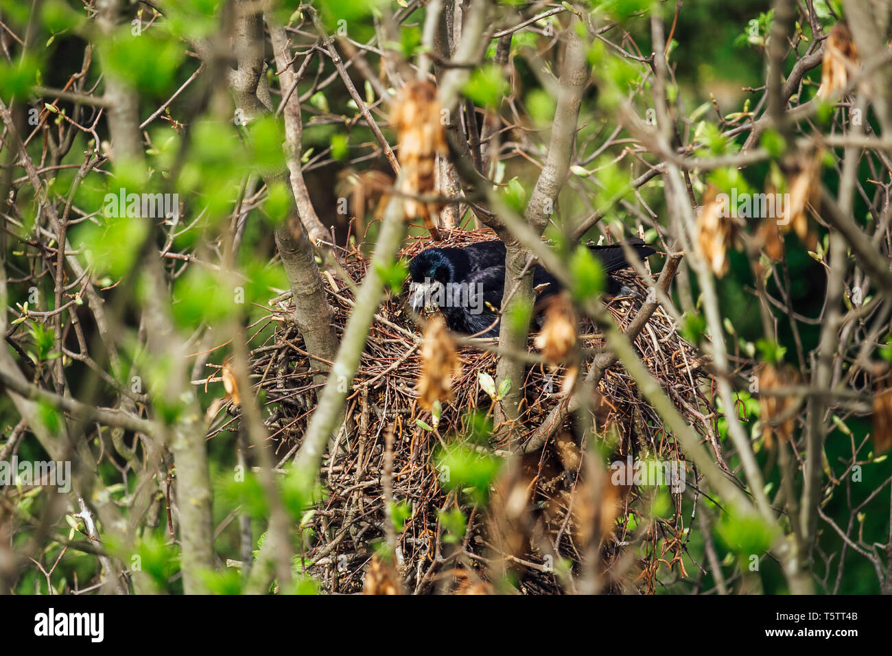 Rabe corvus frugilegus Sitzen im Nest auf Tree Top Stockfoto