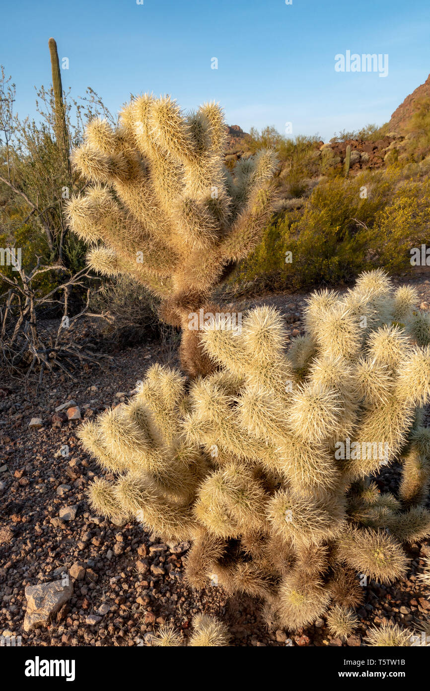 Teddybär cholla Cactus (Cylindropuntia Bigelovii) im Saguaro National Park in Tucson, Arizona, USA Stockfoto