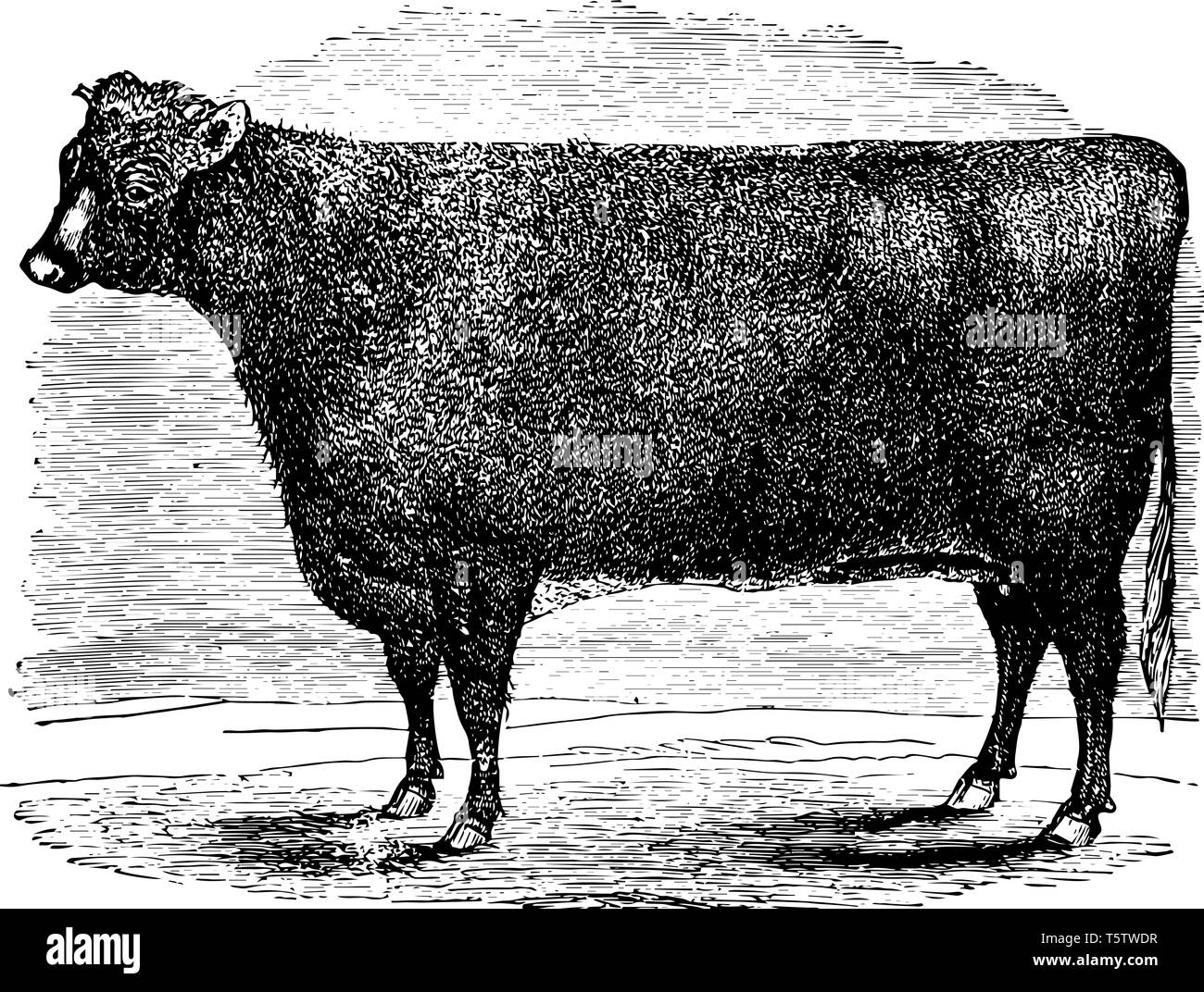 Kurze horn heif Rinderrasse in Nord-Ost-England im späten 18. Jahrhundert vintage Strichzeichnung oder Gravur Abbildung stammt. Stock Vektor