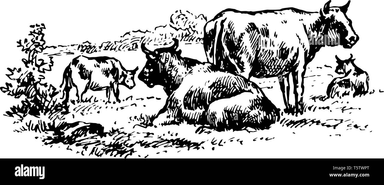 Rinder sind die häufigste Art der Großen domestizierten Klauentieren vintage Strichzeichnung oder Gravur Abbildung. Stock Vektor