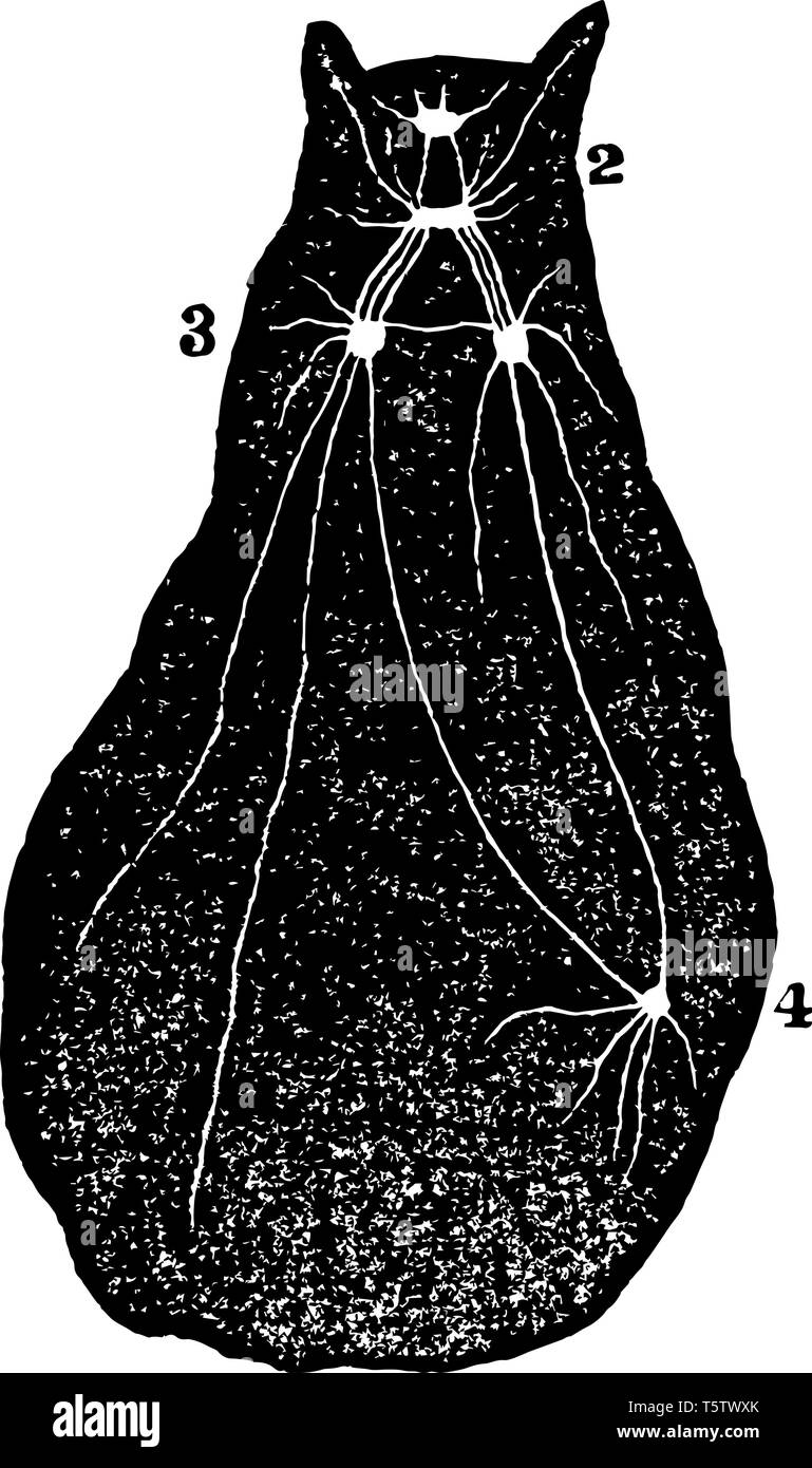 Diagramm des Typs eines Mollusca die alle sind Mitglied der großen Stamm Mollusca wirbelloser Tiere vintage Strichzeichnung oder Gravur Abbildung Stock Vektor