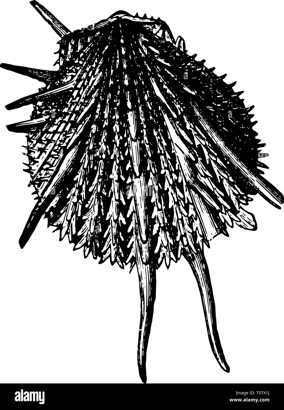 Spondylus Imperialis ist eine Gattung von Muscheln und die einzige Gattung in der Familie Spondylidae vintage Strichzeichnung oder Gravur Abbildung. Stock Vektor
