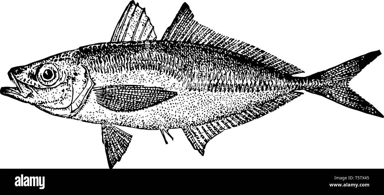 Atlantic Stöcker ist eine Pflanzenart aus der Gattung der Makrele in den Carangidae Familie vintage Strichzeichnung oder Gravur Abbildung. Stock Vektor
