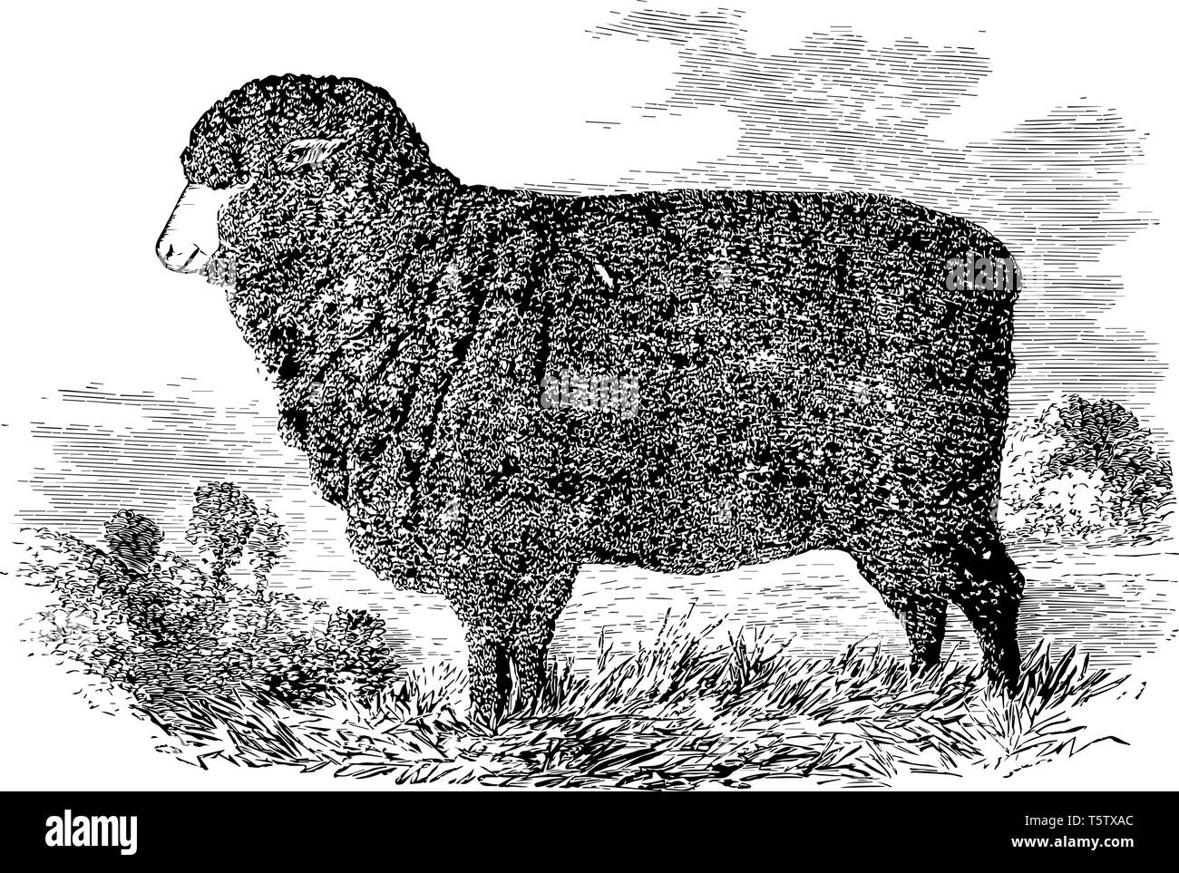 Merino Ewe ist eine wirtschaftlich einflussreichen Rasse der Schafe für seine Wolle vintage Strichzeichnung oder Gravur Abbildung geschätzt. Stock Vektor