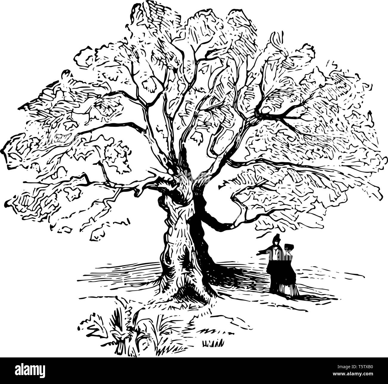 Ein paar steht im Schatten des berühmten Eiche vintage Strichzeichnung oder Gravur Abbildung. Stock Vektor