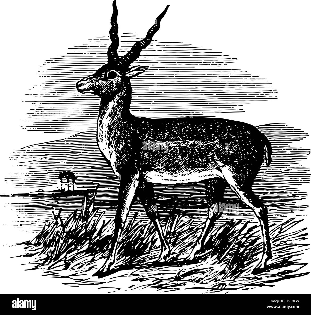 Sasin Antilope ist reichlich in der offenen trockenen Ebenen von Indien vintage Strichzeichnung oder Gravur Abbildung. Stock Vektor