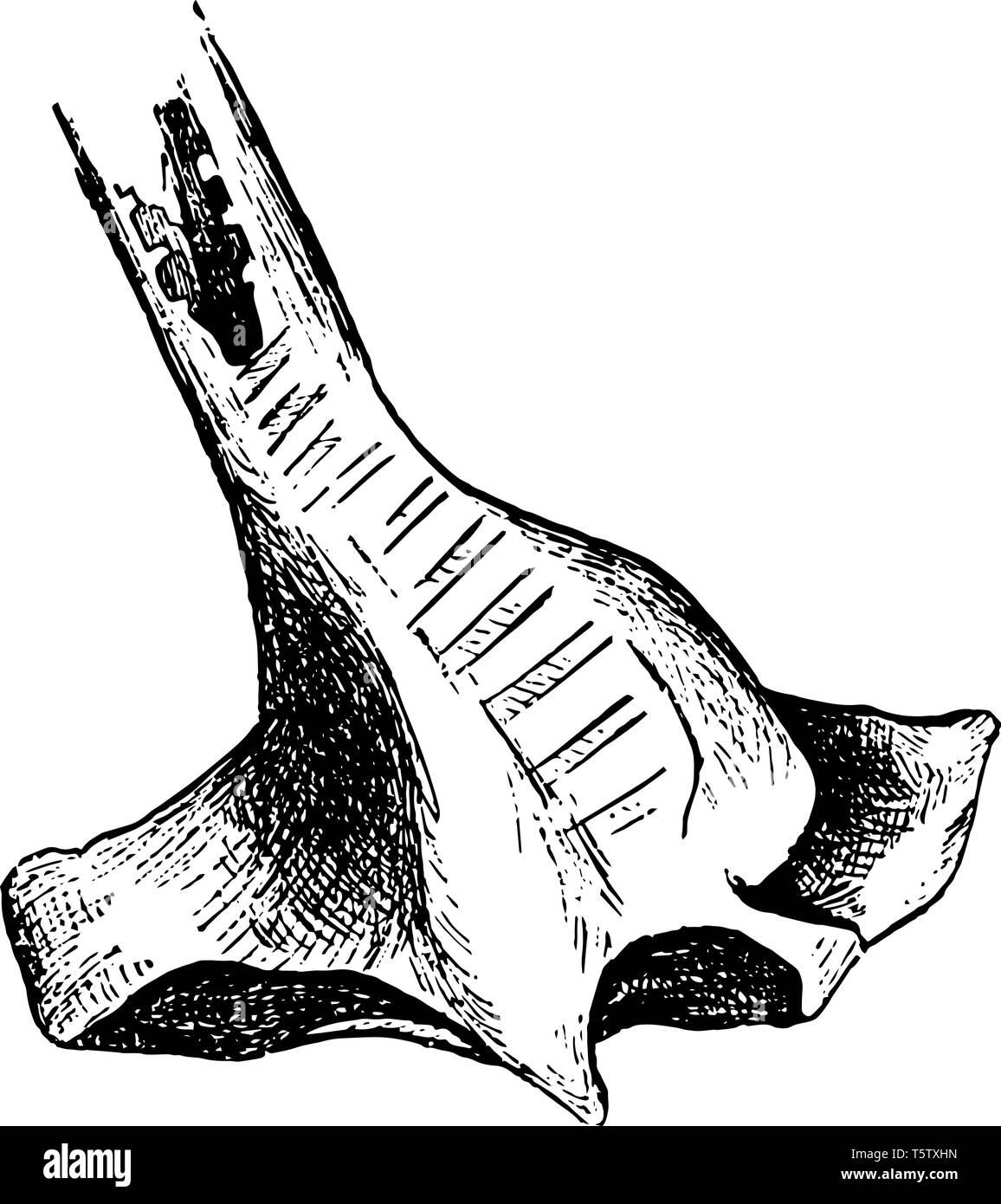 Diese Abbildung stellt die knöchernen Labyrinth von einem Meer Duck vintage Strichzeichnung oder Gravur Abbildung. Stock Vektor