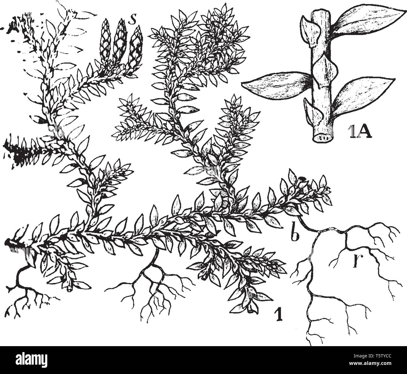 Das Bild zeigt eine gemeinsame kultiviert Selaginella: I, wuchsform-s, strobili; b, ein Zweig mit Wurzeln, r. 1 Ein Teil der Stammzellen, Anzeigen lea Stock Vektor