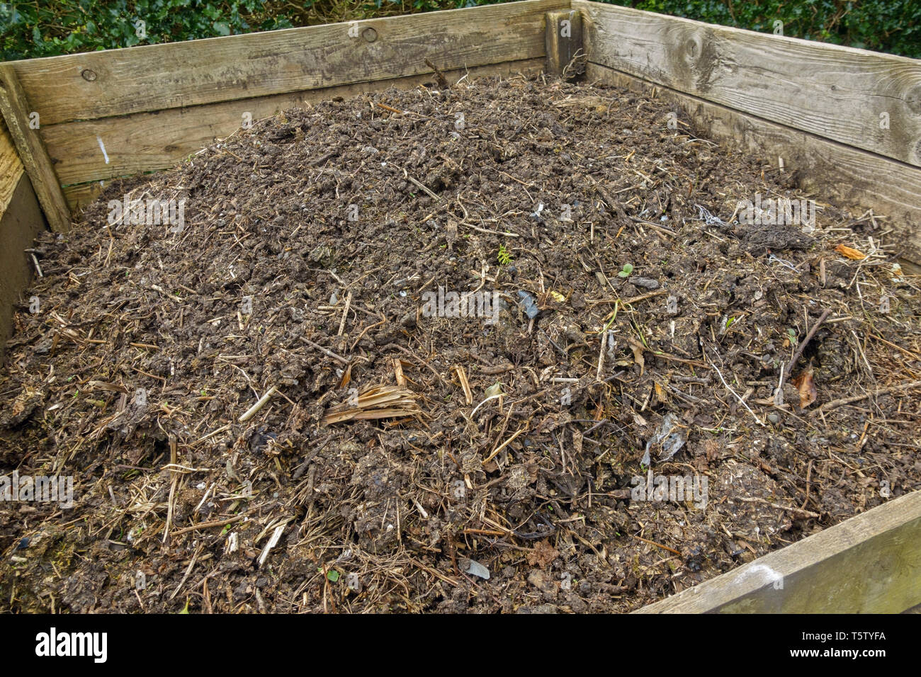 Garten Gut verrotteten Kompost in einem hölzernen Komposteimer. Stockfoto