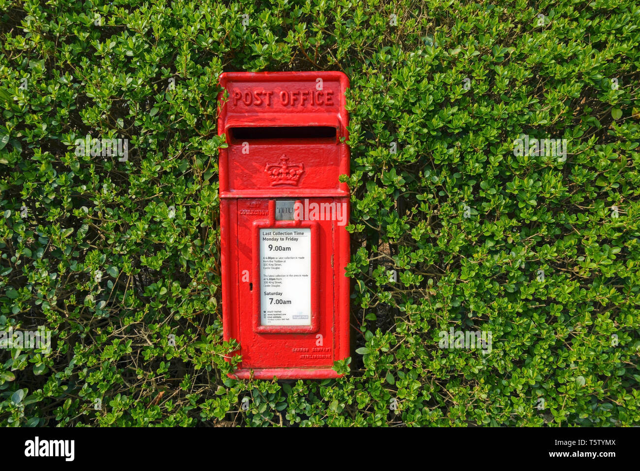 Ein traditionelles rotes British Post Office (Royal Mail) Briefkasten durch eine Hecke in Castle Douglas, Schottland umgeben. Stockfoto