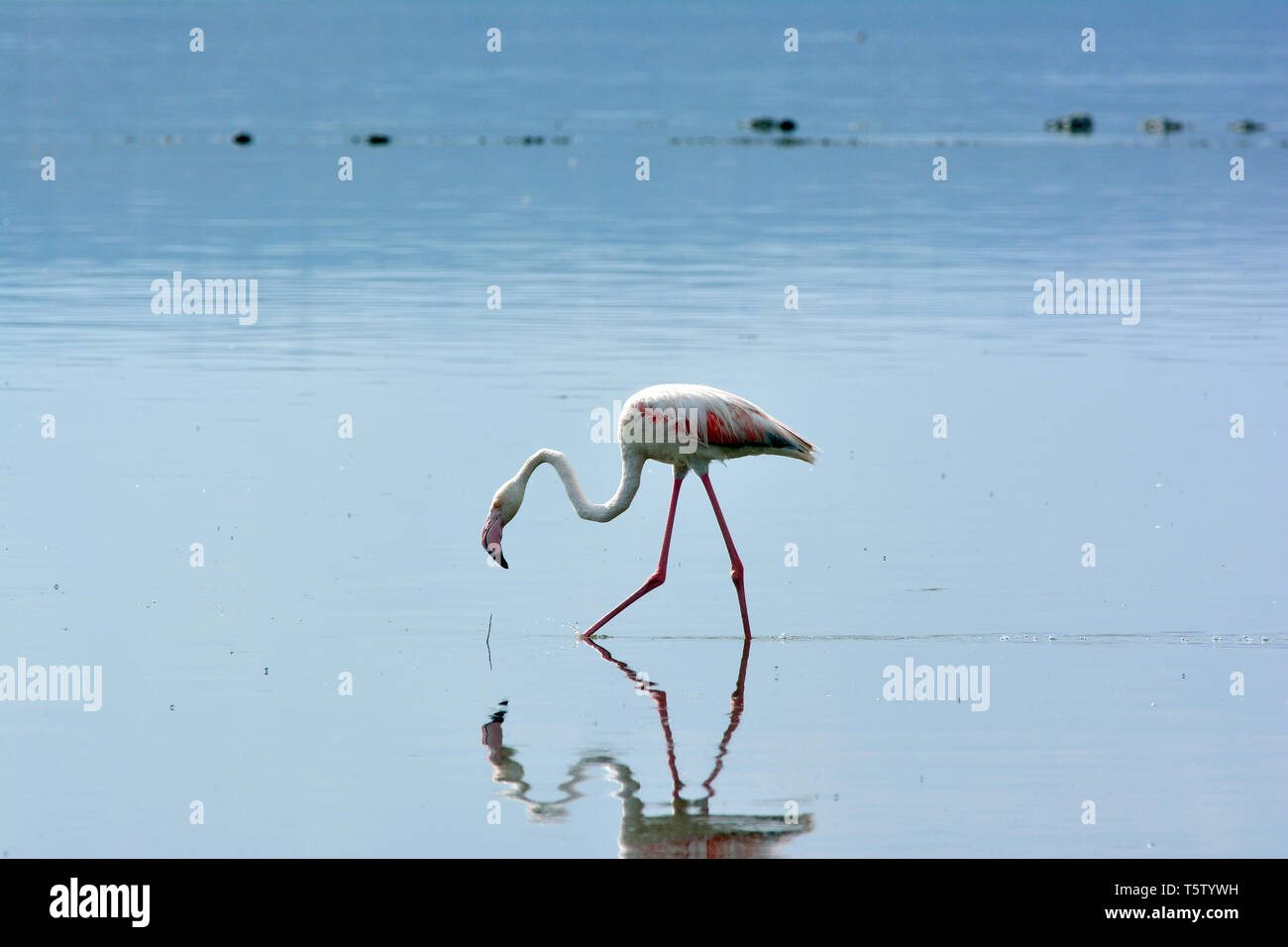 Mehr Flamingo, Phoenicopterus roseus Rosaflamingo,, rózsás flamingó, Lake Nakuru National Park Stockfoto
