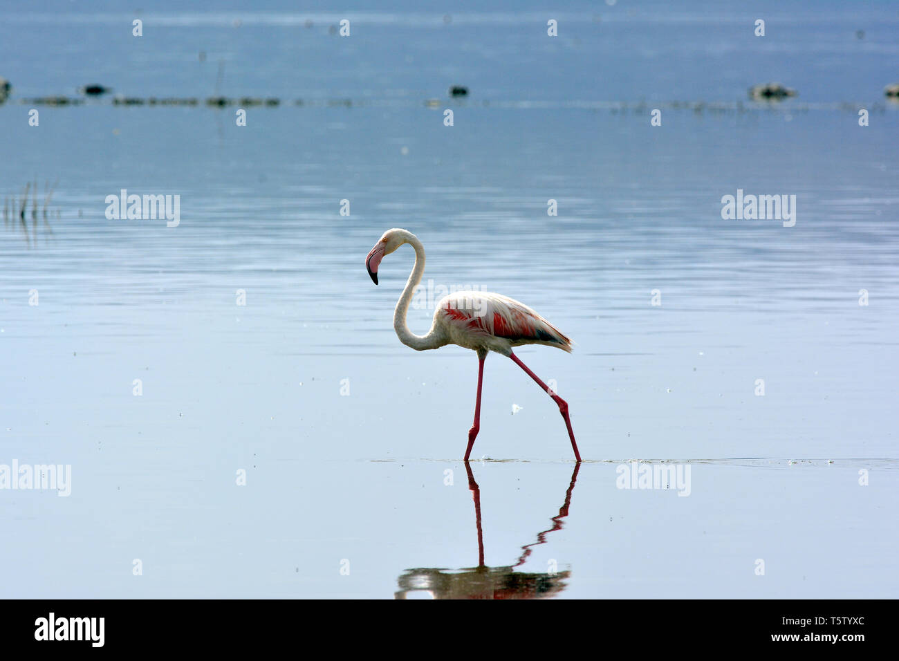 Mehr Flamingo, Phoenicopterus roseus Rosaflamingo,, rózsás flamingó, Lake Nakuru National Park Stockfoto